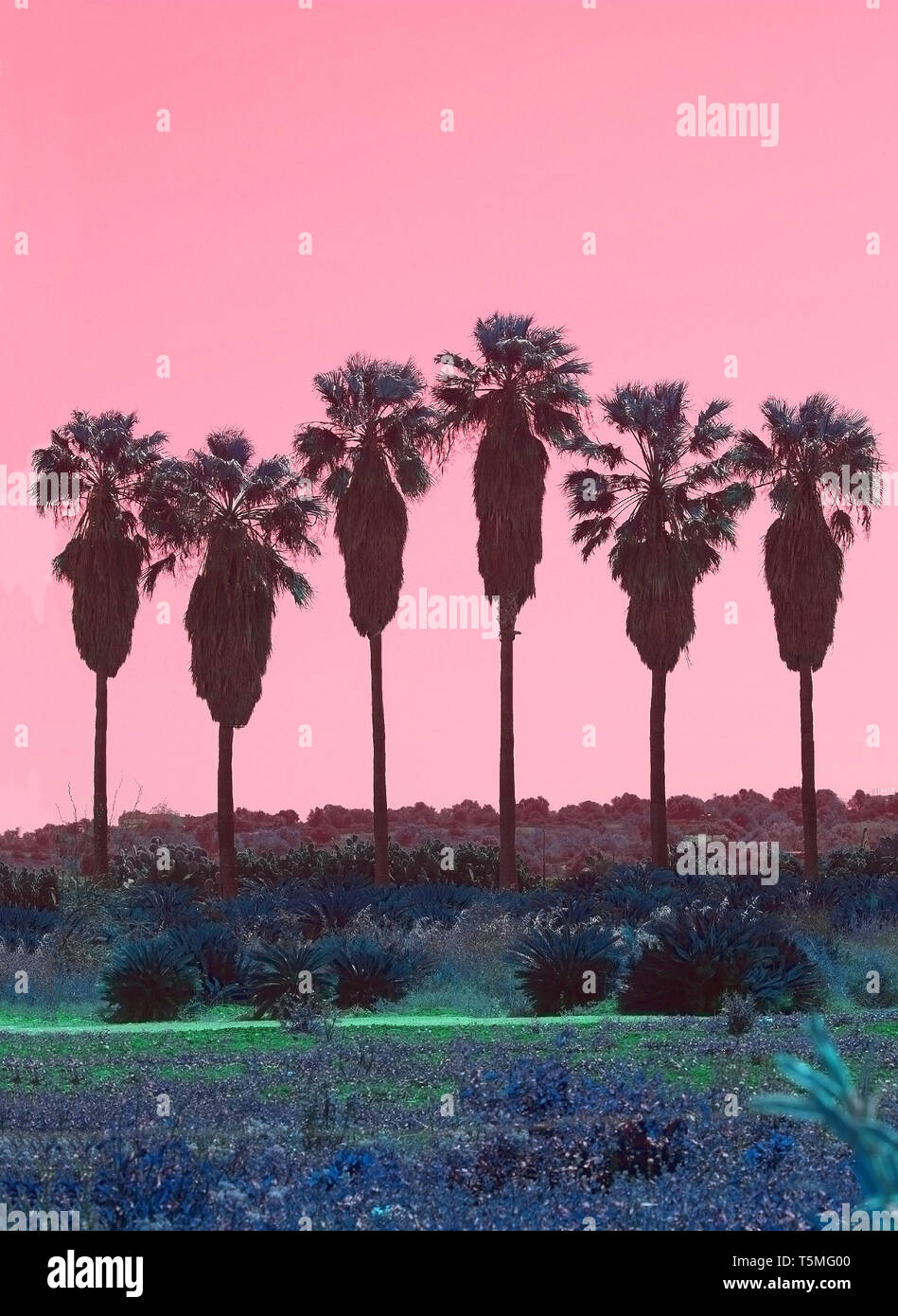Palmen in einer Reihe mit hohen Trunks abstrakte surrealistischen Rosa und Grün Stockfoto