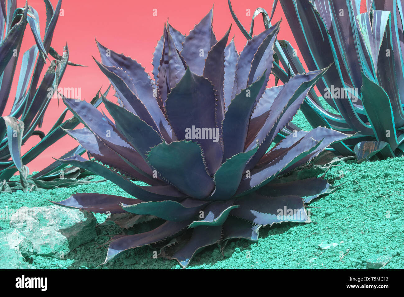 Surrealistisch abstrakte saftige Lila und Trkis Agave und Aloe Vera  Pflanzen Nahaufnahme Stockfotografie - Alamy