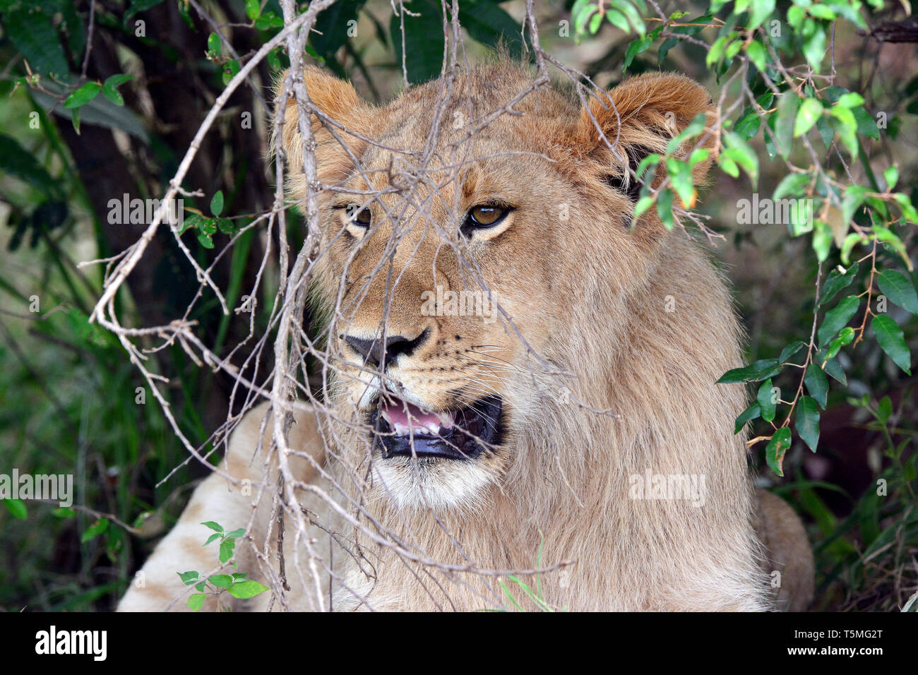 Löwe Löwe, Panthera leo, Masai Mara oroszlán, Stockfoto