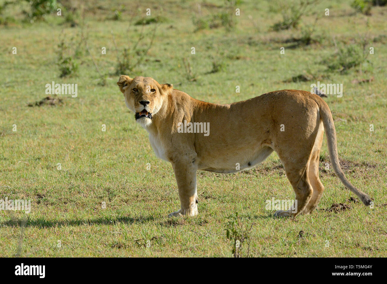 Löwe Löwe, Panthera leo, Masai Mara oroszlán, Stockfoto