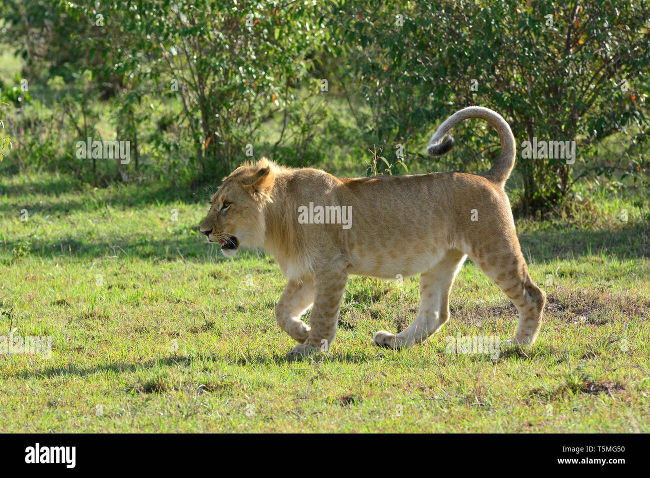 Löwe Löwe, Panthera leo, Masai Mara oroszlán, Stockfoto