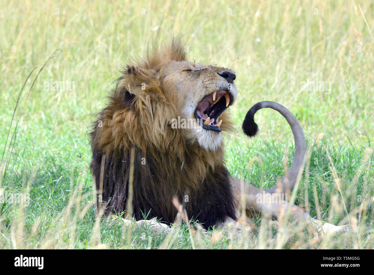 Löwe Löwe, Panthera leo, Masai Mara oroszlán, Stockfoto