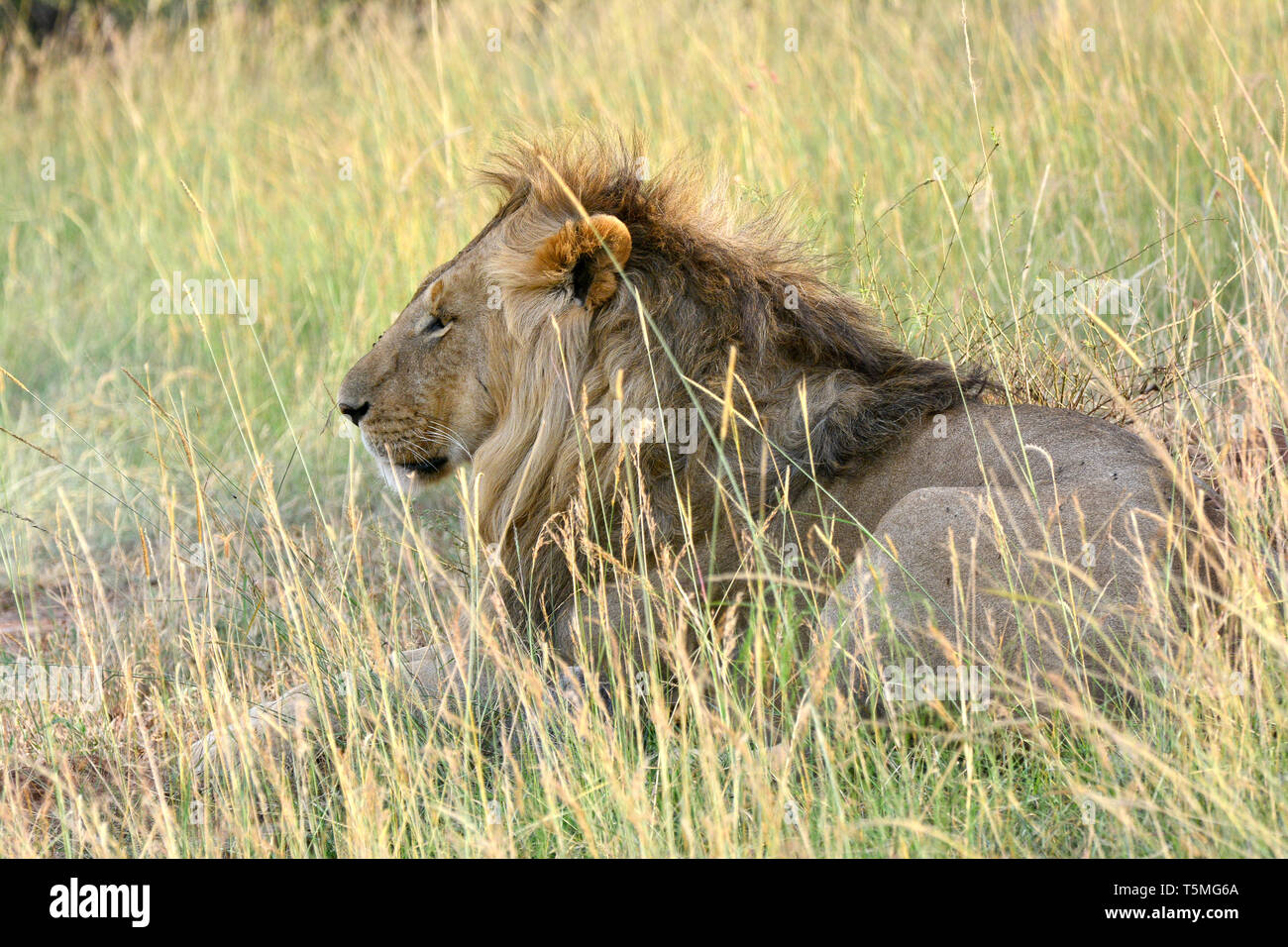 Löwe Löwe, Panthera leo, Masai Mara oroszlán, Stockfoto