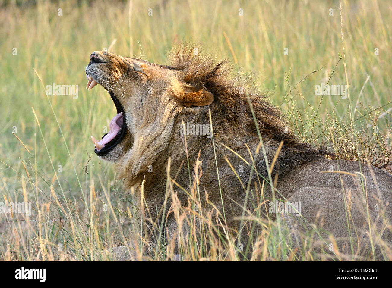 Löwe Löwe, Panthera leo, Masai Mara oroszlán, Stockfoto