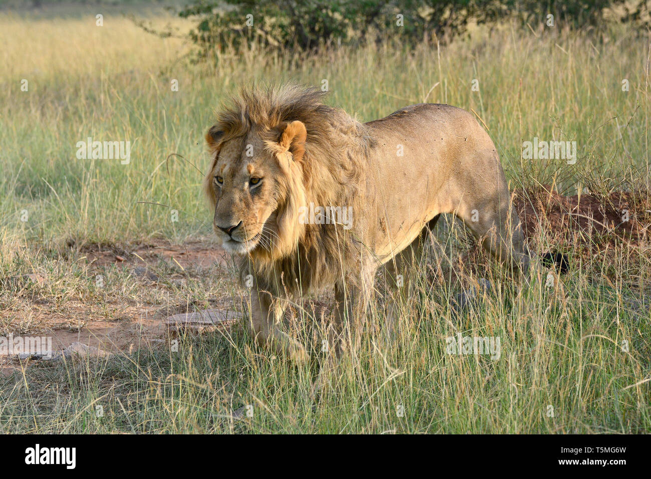 Löwe Löwe, Panthera leo, Masai Mara oroszlán, Stockfoto