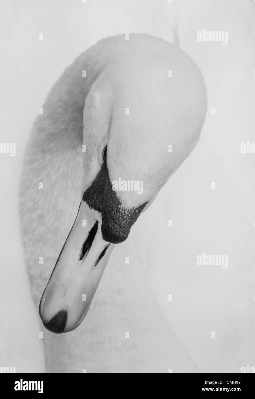 Swan Kopf Nahaufnahme in Schwarz und Weiß. Stockfoto