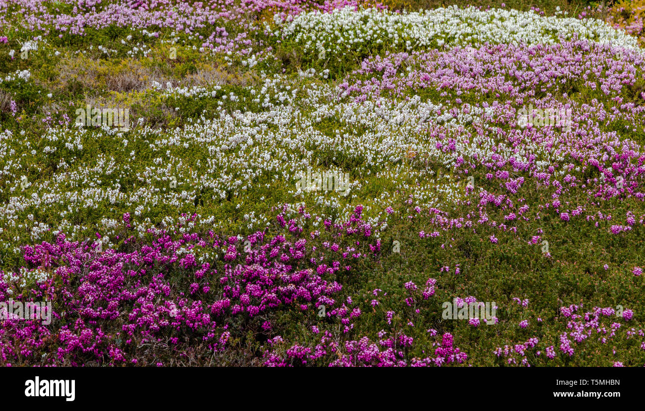 Gemischte Heidekraut füllen ein großes Blumenbeet. Stockfoto