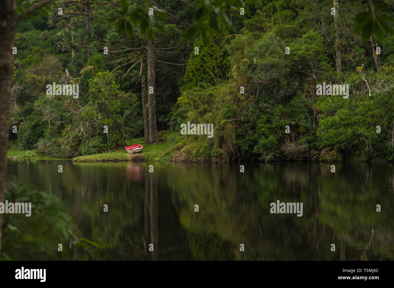 Mystische grünen Wald von Brasilien, moosigen Boden. Stockfoto