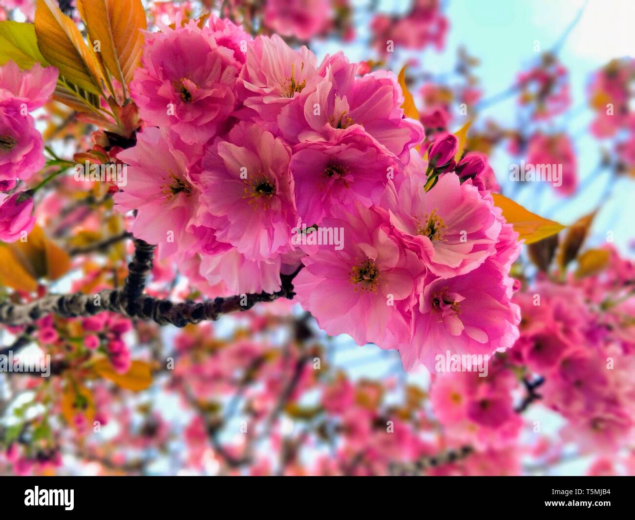 Blumen und Garten Stockfoto