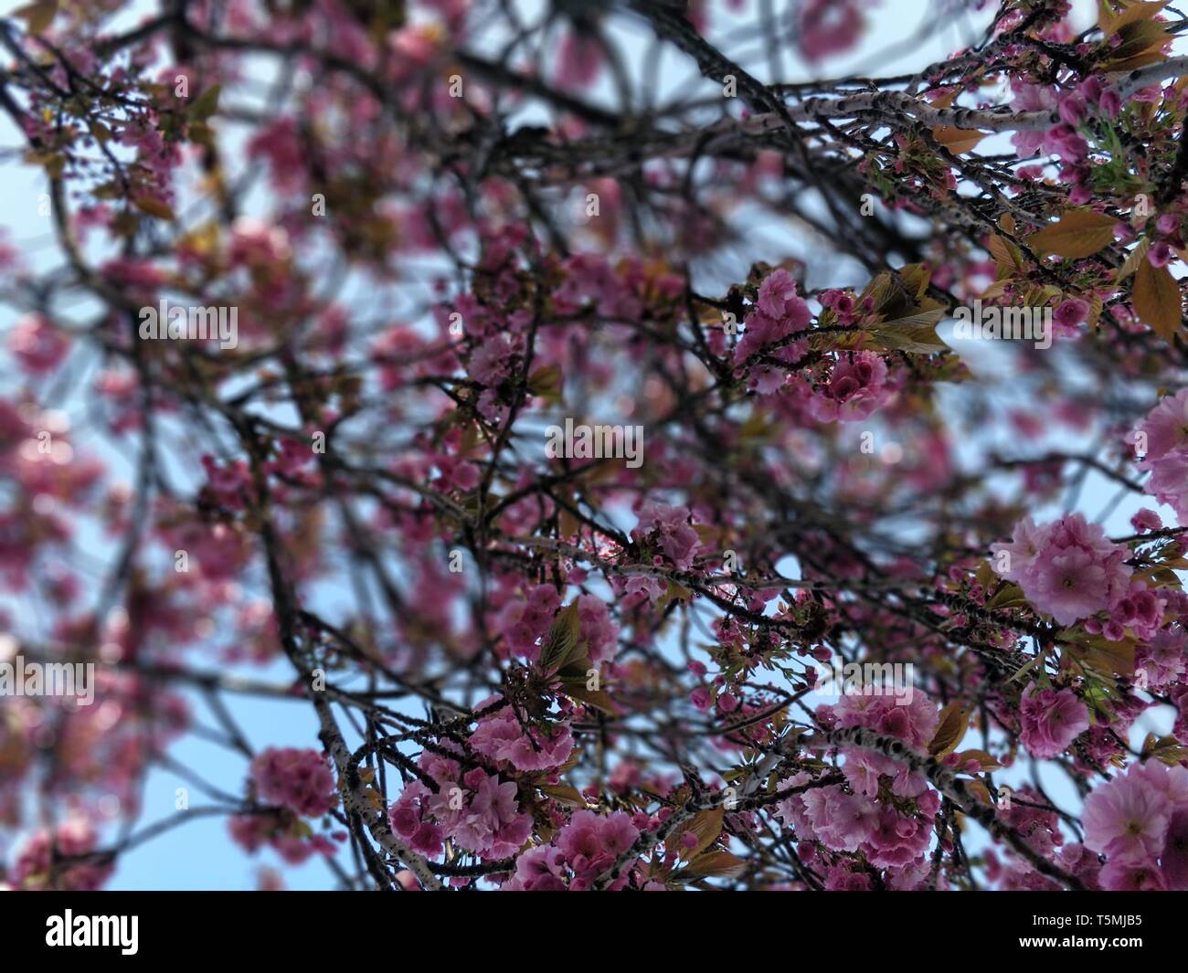 Blumen und Garten Stockfoto