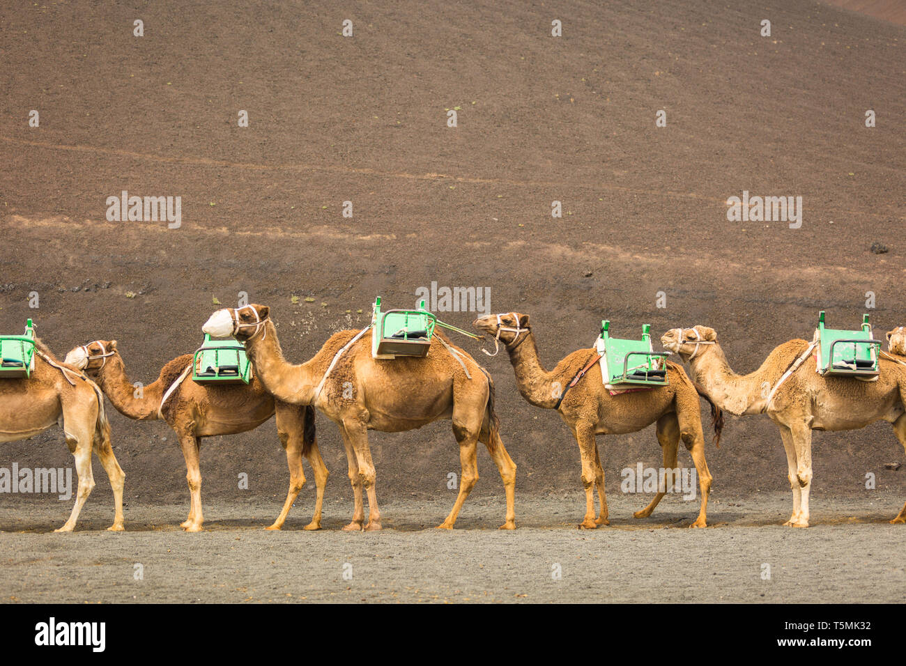 Kamele in der Schlange, Lanzarote Stockfoto