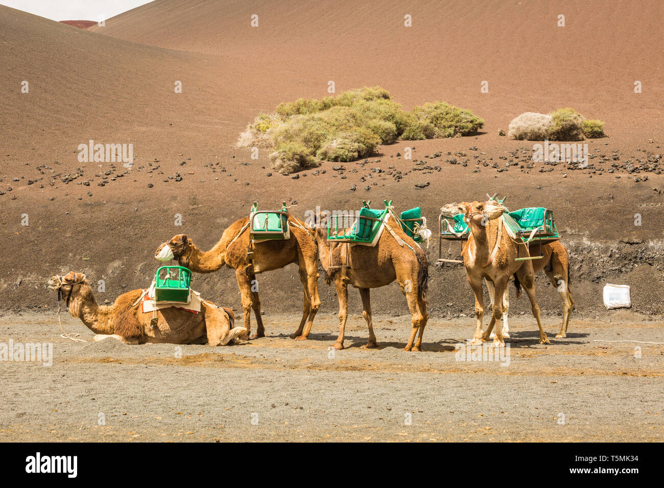 Kamele in der Schlange, Lanzarote Stockfoto