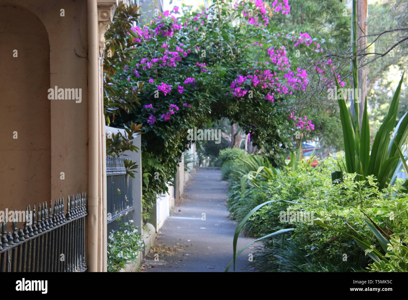 Große Buckingham Street, Redfern, Sydney, Australien. Stockfoto