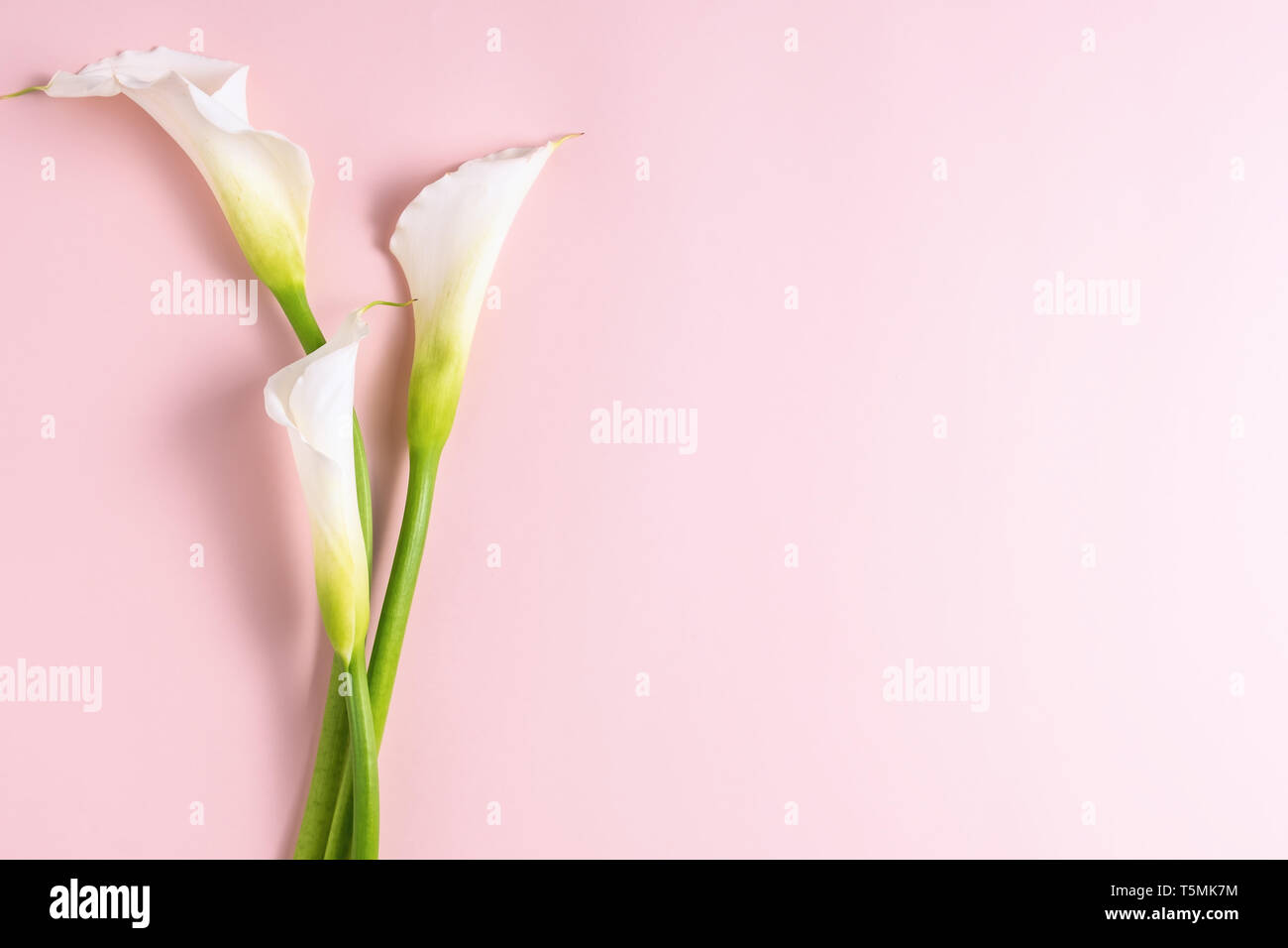 Weiße calla Lilien auf rosa Hintergrund mit Copyspace, Ansicht von oben Stockfoto