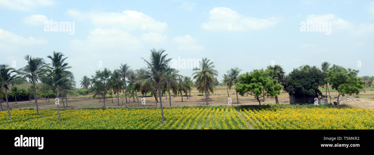 Chrysanthemen Bauernhof in Tamil Nadu, Indien. Stockfoto
