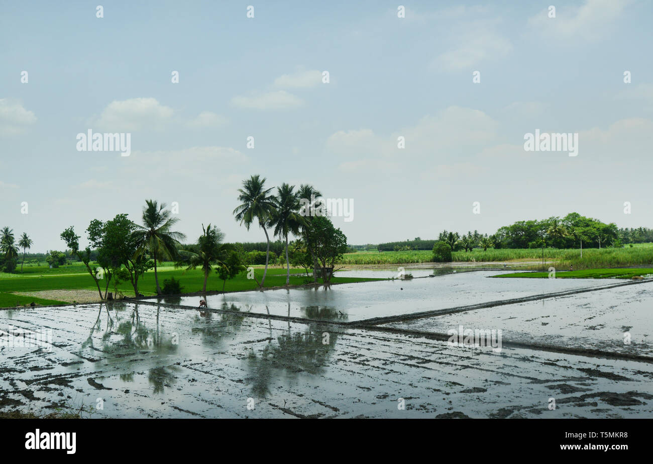 Riesige Reisfelder vor dem Umpflanzen Stadium in Tamil Nadu, Indien. Stockfoto