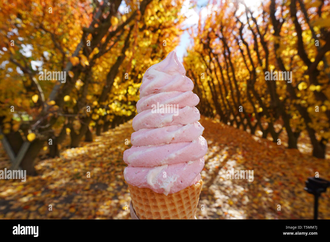 Lecker lecker schönen echten Obst Himbeere Erdbeere Vanille Eis in der Waffel Kegel mit Cherry Orchard gelben Blätter im Herbst Hintergrund in Ot Stockfoto