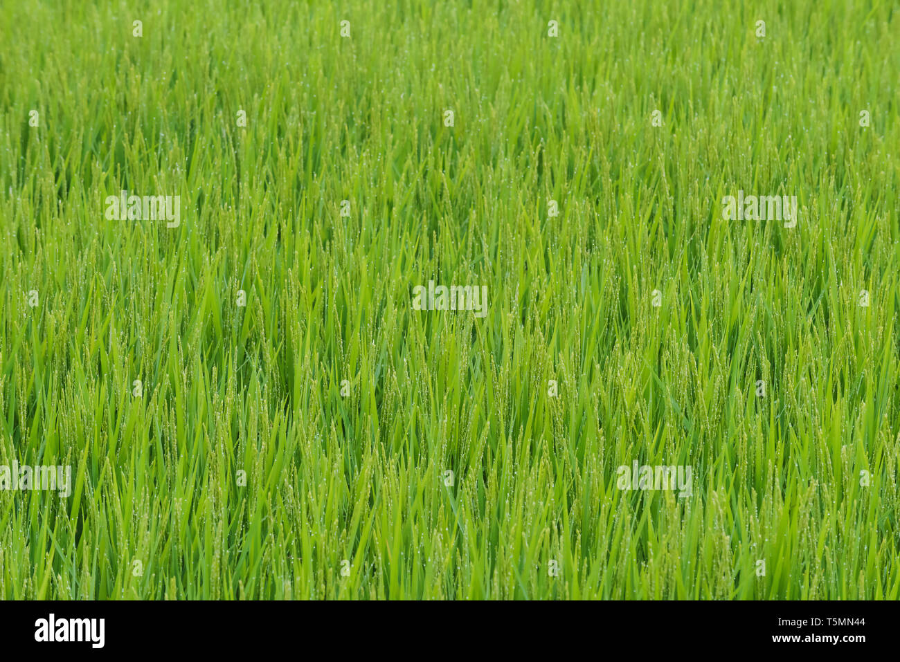 Full Frame Blick auf Reisfelder Felder in den Morgen unter der Tau. Stockfoto