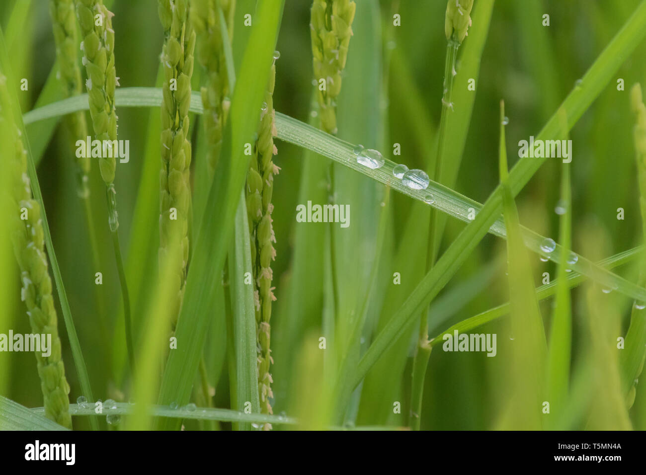 Detailansicht von Reis Reisfelder am Morgen, einige Tropfen Wasser gleiten auf den Blättern. Stockfoto