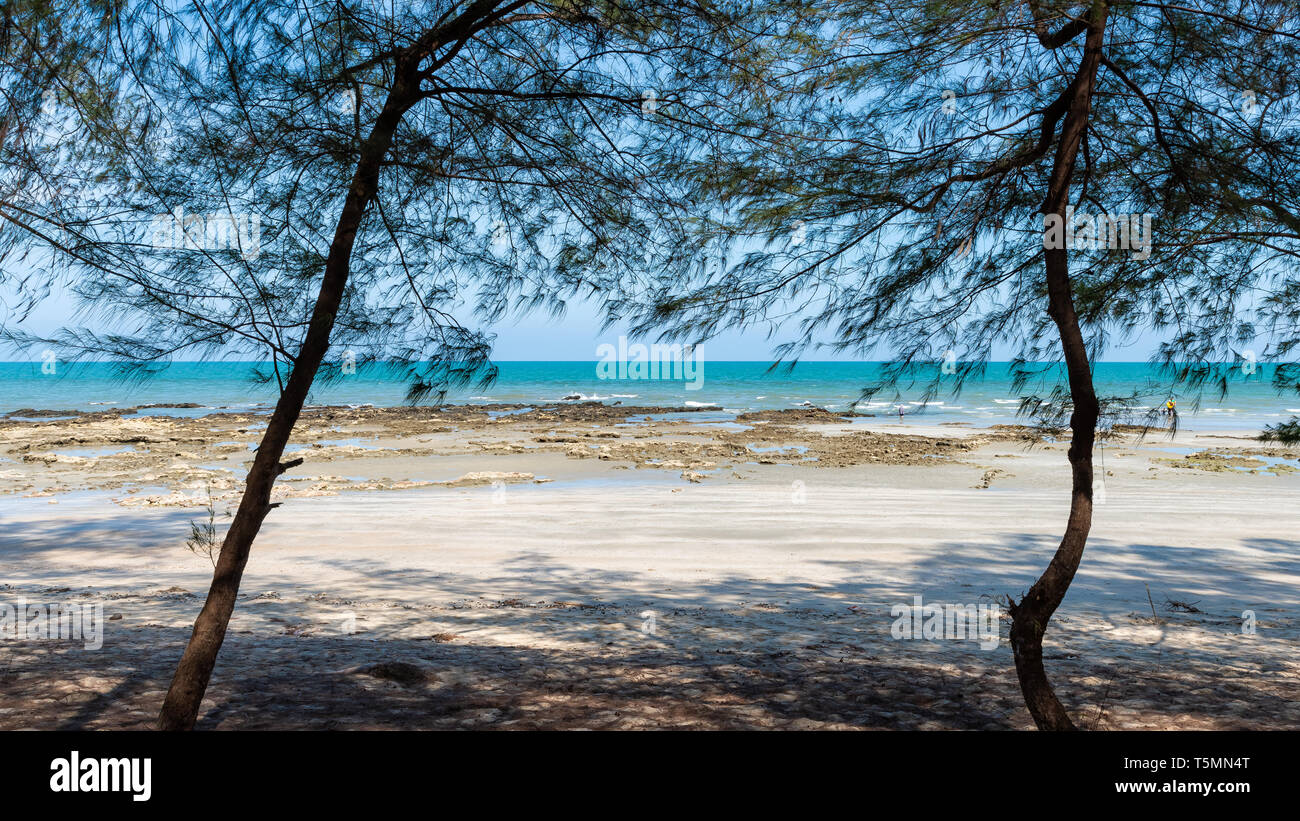 Strand, blauer Himmel, Meer und Pinien an einem sonnigen Tag für Hintergrund Stockfoto