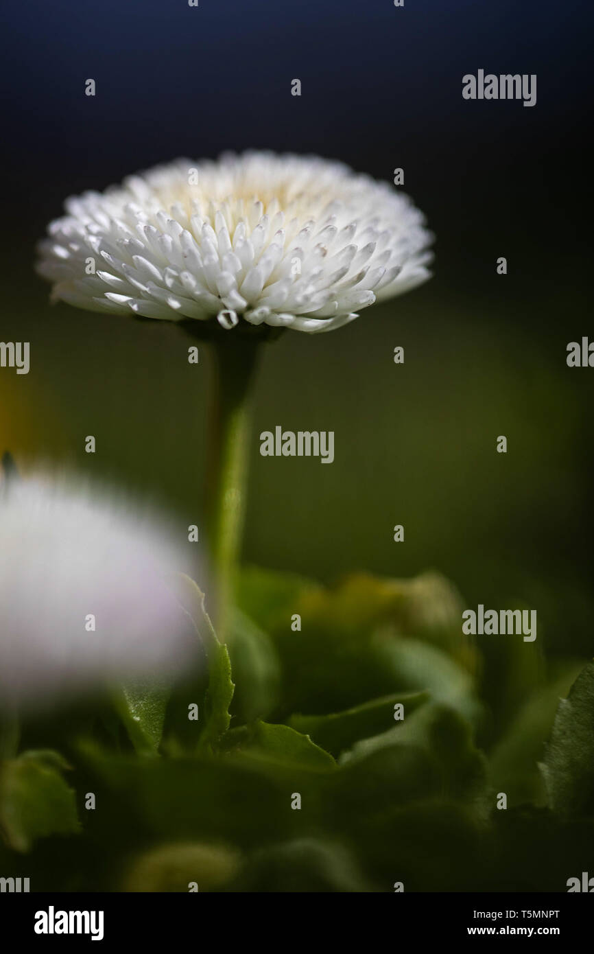 Makroaufnahme eines weißen gefüllt Daisy Stockfoto