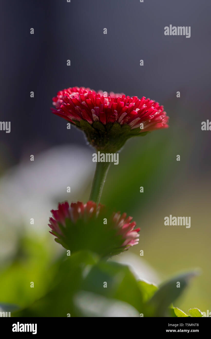 Seitenansicht eines roten gefüllt Wiese daisy Stockfoto