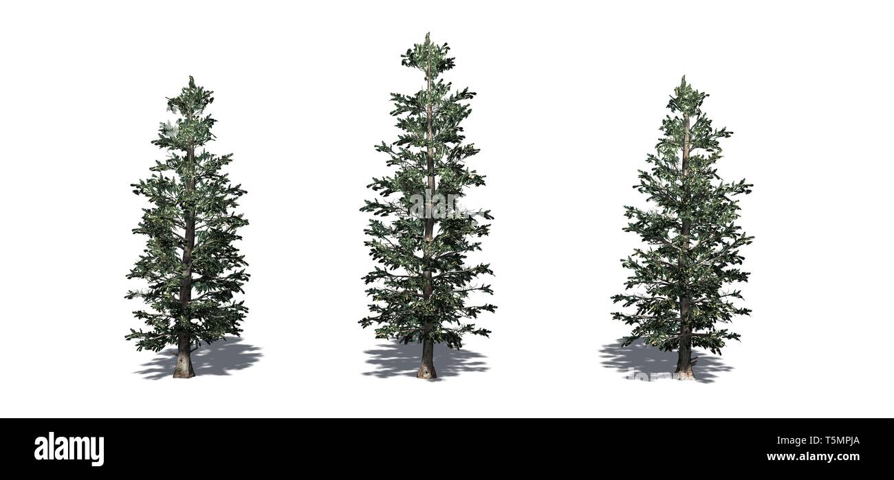 Satz von Colorado Blue Spruce Bäume - auf weißem Hintergrund Stockfoto