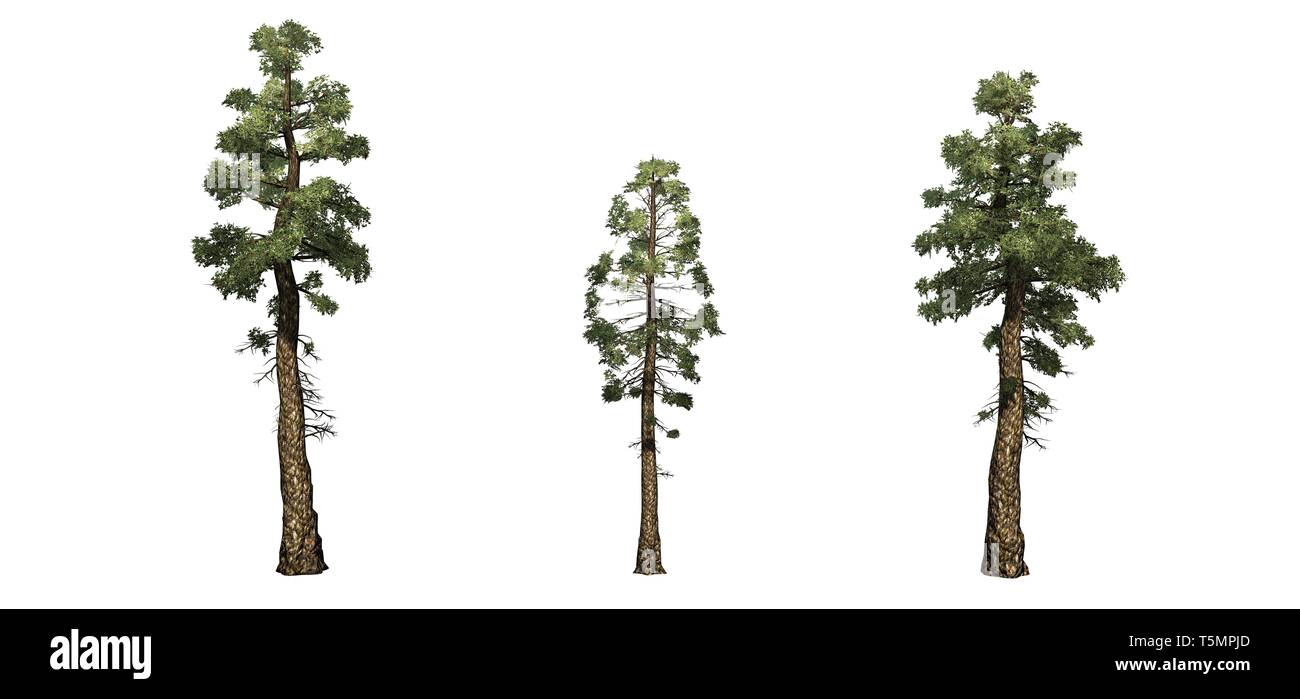 Satz von Colorado Blue Spruce Bäume - auf weißem Hintergrund Stockfoto