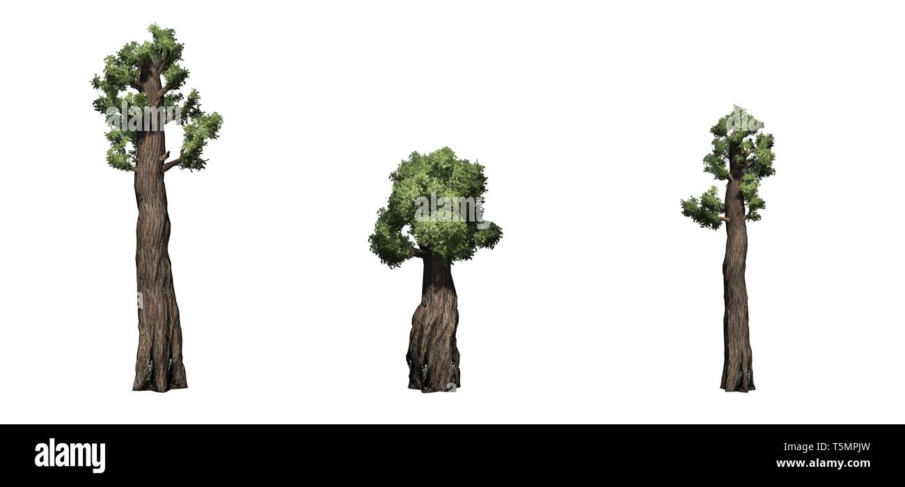 Satz von riesigen Redwood Bäumen - auf weißem Hintergrund Stockfoto