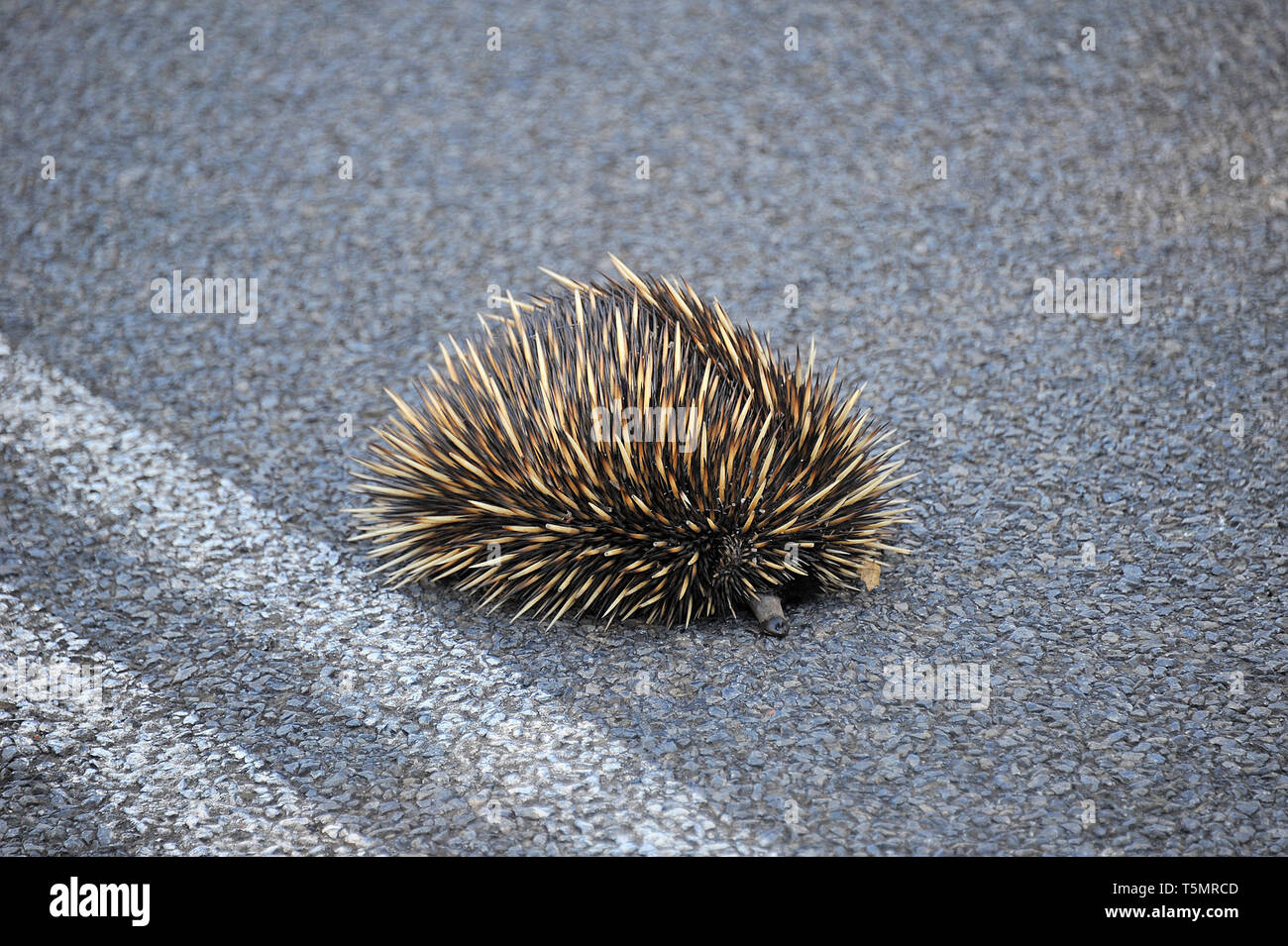 Eine australische Echidna in einem schützenden Position, auf das Bitumen in der Mitte der Autobahn. Stockfoto