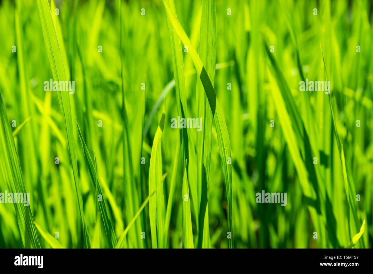 Closeup Schuß von jungen Reis pflanzen Stockfoto