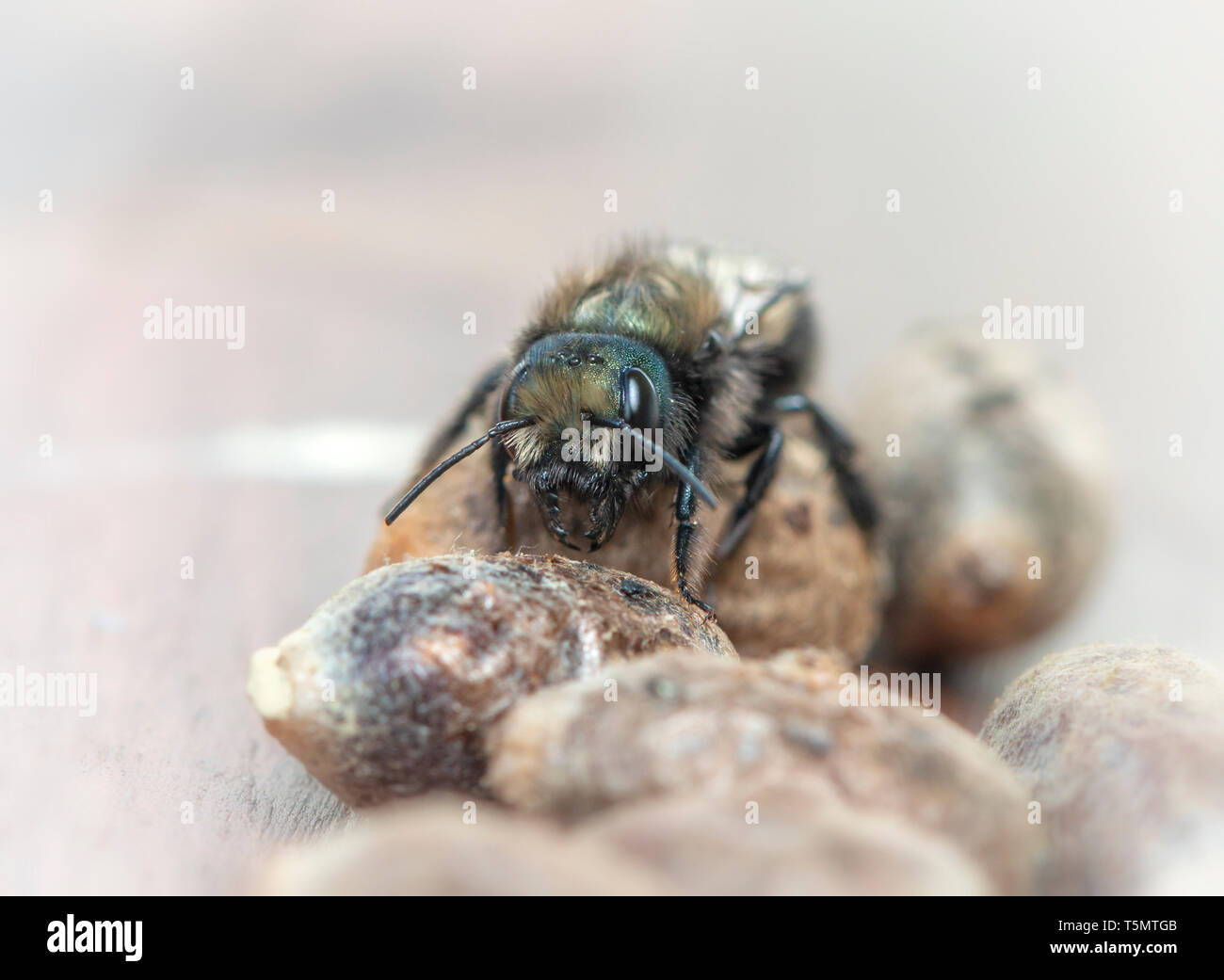 Weibliche Mason Bee (Osmia Lignaria) auf der Oberseite des Bee Pods - Vorderansicht Stockfoto