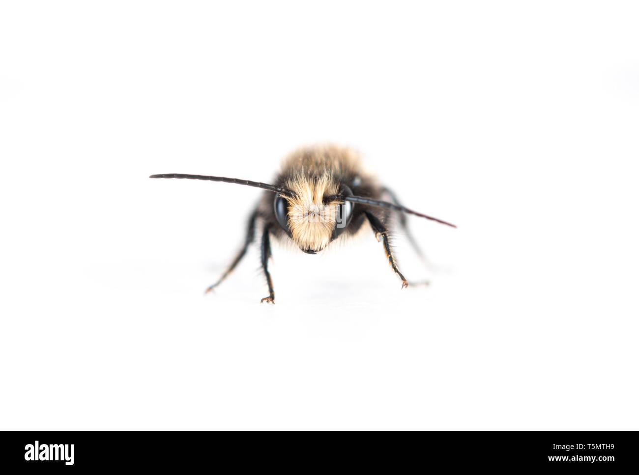 Männliche Mason Bee (Osmia lignaria) - von vorne auf weißem Hintergrund Stockfoto