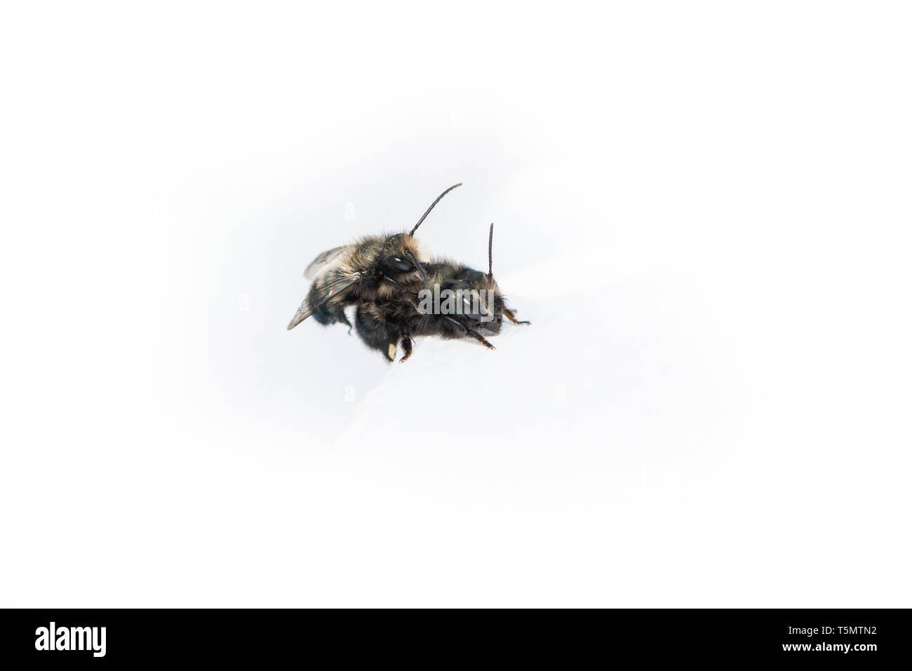 Mason Bienen (Osmia lignaria) Verpaarung - Seitenansicht auf weißem Hintergrund Stockfoto