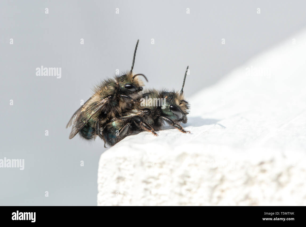 Mason Bienen (Osmia lignaria) Verpaarung - Seitenansicht Stockfoto