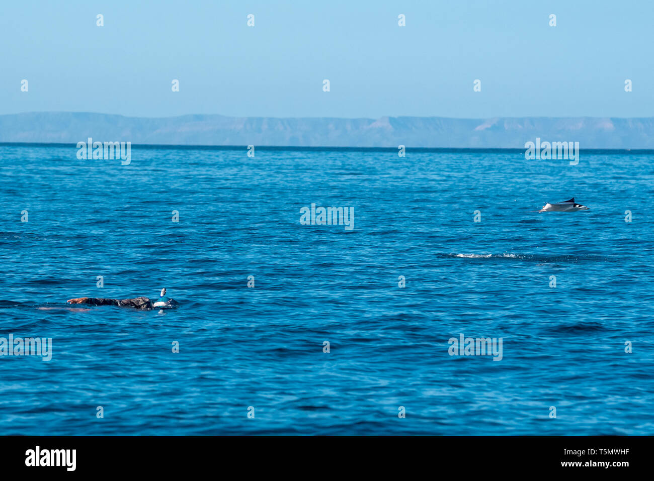 Schnorchler und sprang Mobula Ray, Golf von Kalifornien, Mexiko. Stockfoto