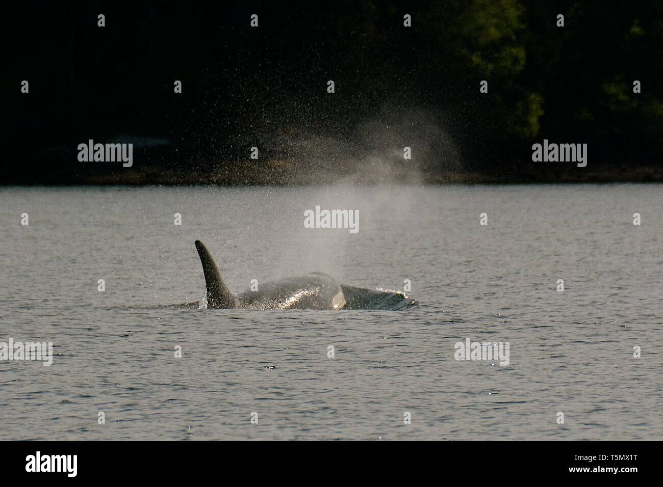 Südliche Resident Killer Whale, Granny J2 Stockfoto