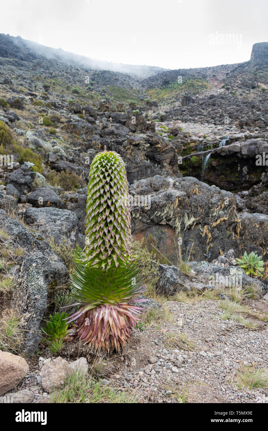 Lobelia deckenii, eine Art riesiger lobelia in einem flusstal am Mount Kilimanjaro, Tansania wächst. Die Pflanze hat einen einzigen großen Blütenstand. Stockfoto