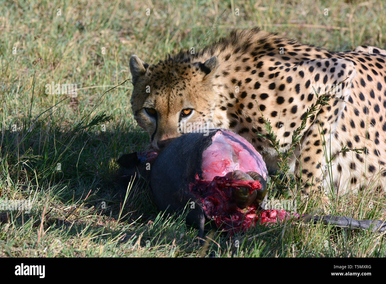 Cheetah, Gepard, Acinonyx jubatus, gepárd. Masai Mara Stockfoto