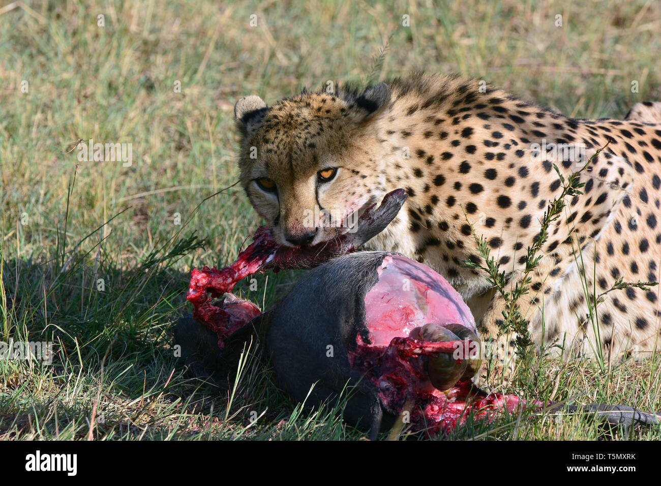 Cheetah, Gepard, Acinonyx jubatus, gepárd. Masai Mara Stockfoto