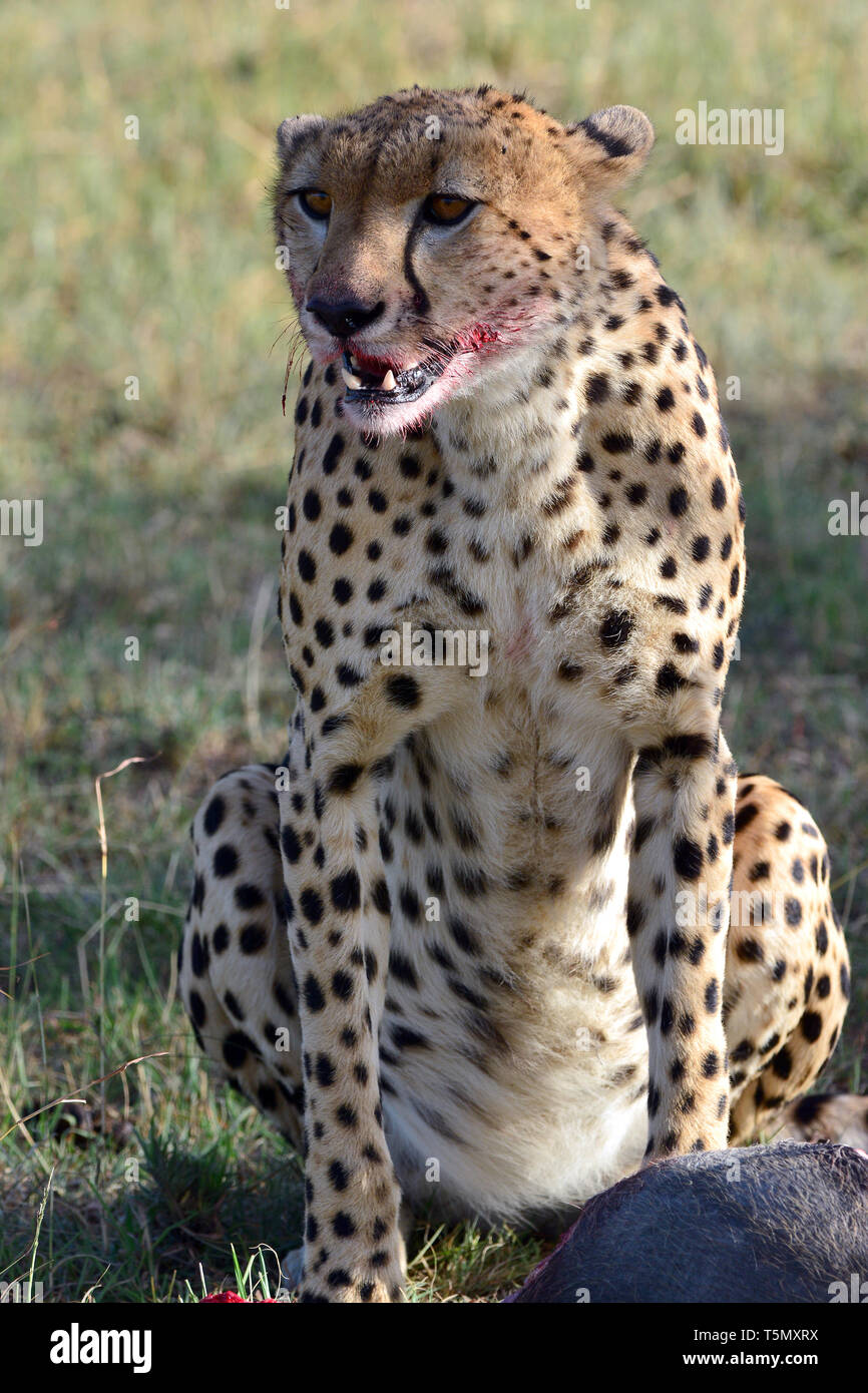 Cheetah, Gepard, Acinonyx jubatus, gepárd. Masai Mara Stockfoto