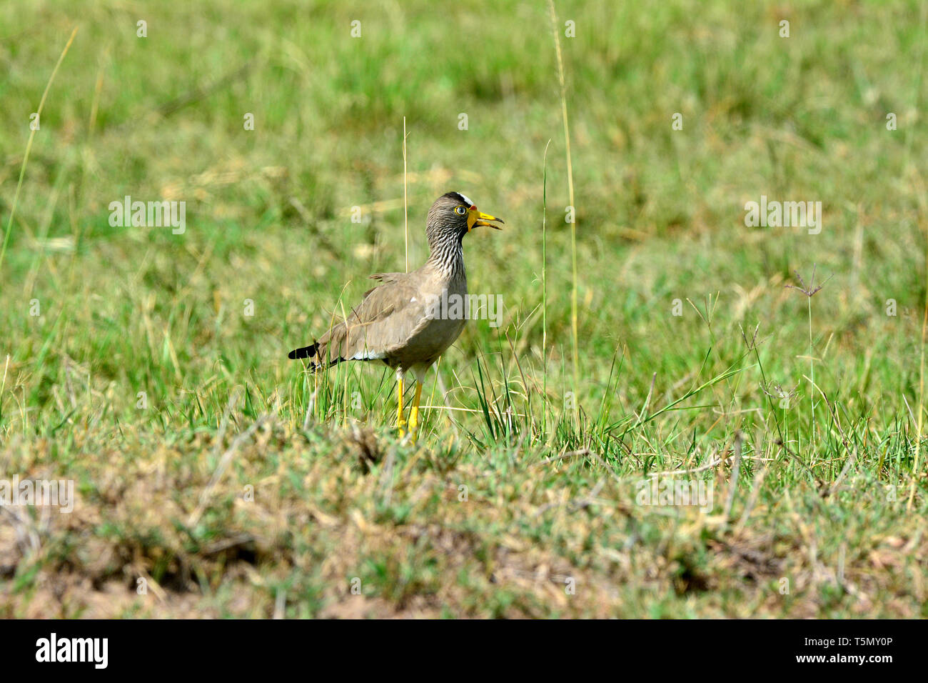Afrikanische Gelbstirn-blatthühnchen Kiebitz, Senegal Gelbstirn-blatthühnchen plover, Vanellus, senegallus csíkosnyakú bíbic, Maasai Mara Stockfoto