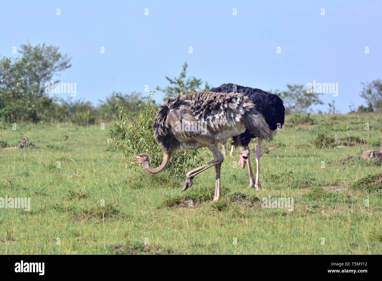 Masai Strauß, rosa-necked Strauß oder afrikanischen Strauß, Strauß, Struthio camelus massaicus, maszáj strucc, Maasai Mara Stockfoto