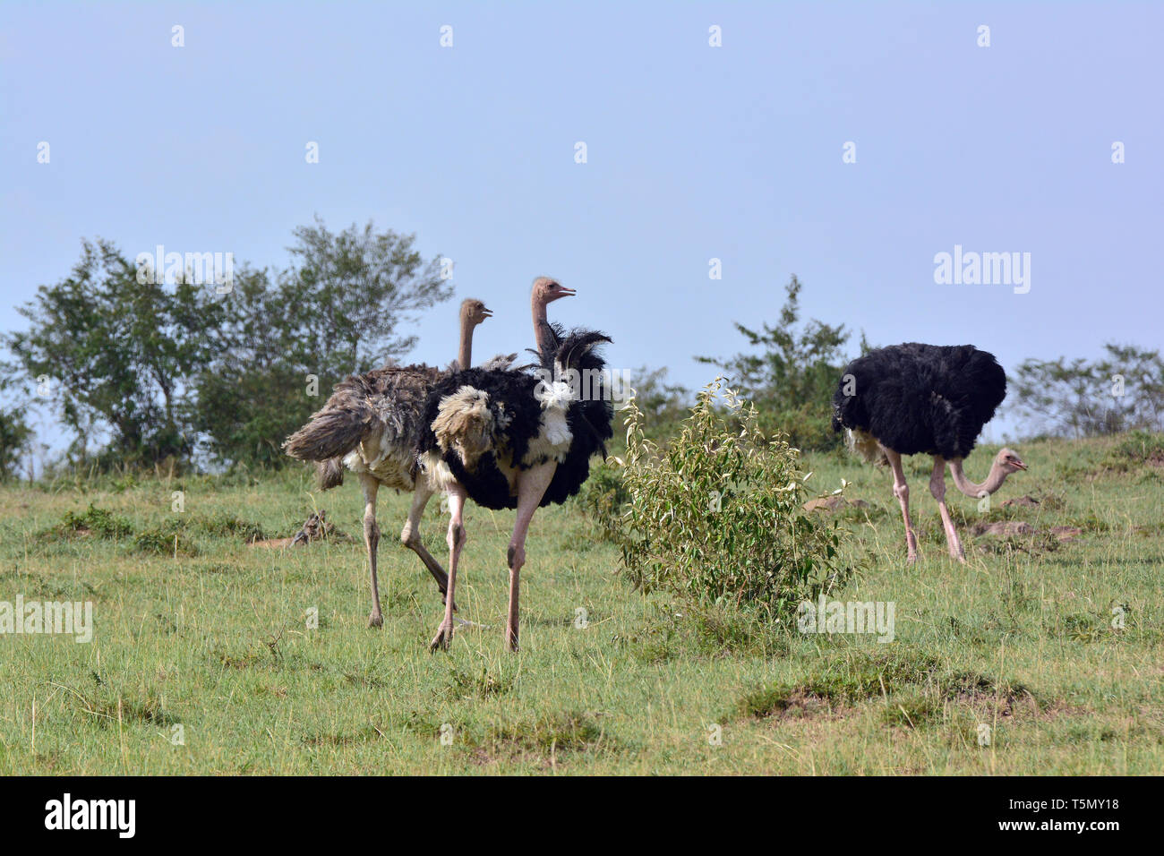 Masai Strauß, rosa-necked Strauß oder afrikanischen Strauß, Strauß, Struthio camelus massaicus, maszáj strucc, Maasai Mara Stockfoto