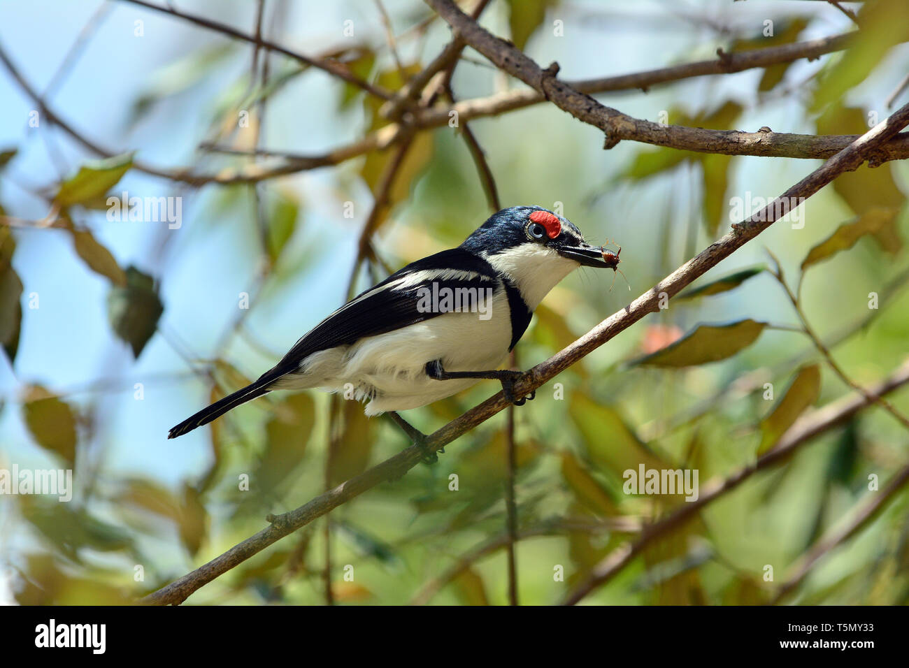 Brown-throated wattle - Auge, Lappenschnäpper, Platysteira cyanea, pergőlégykapó Stockfoto