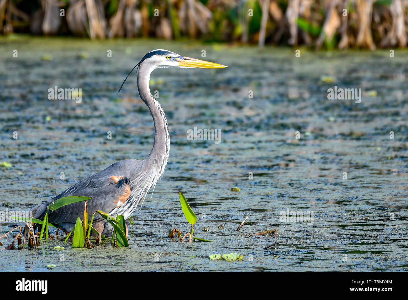 Great Blue Heron Profil Stockfoto