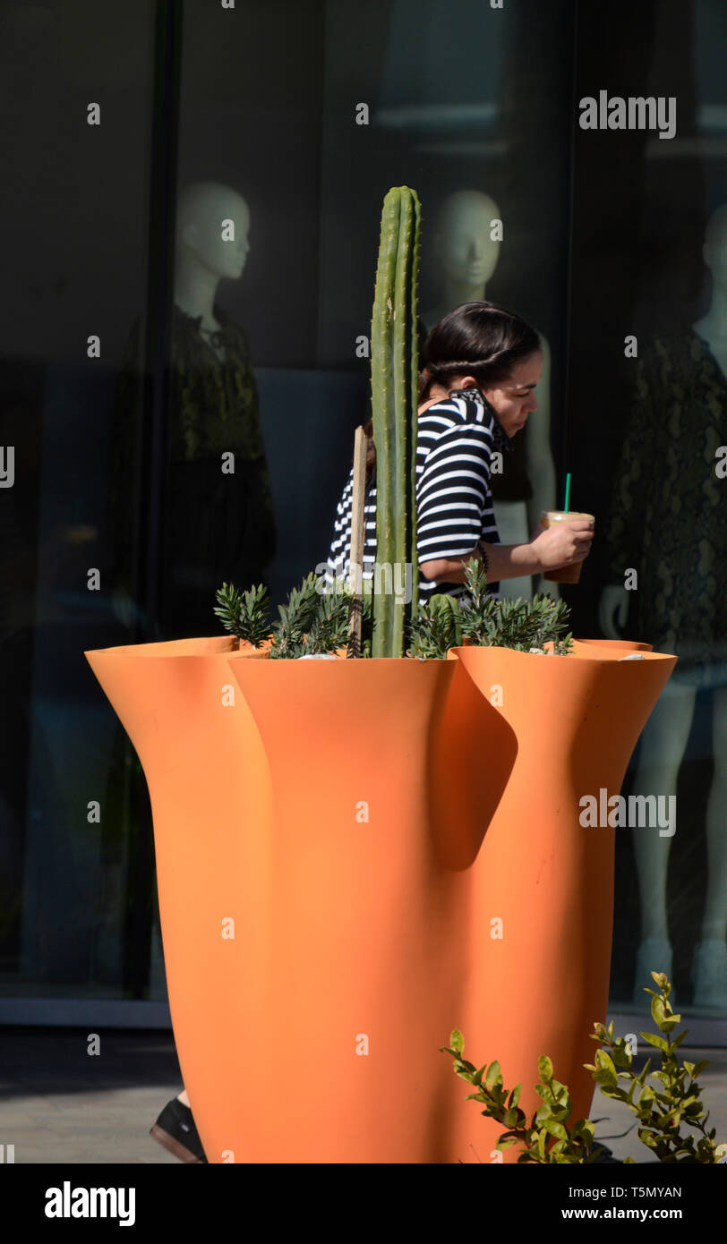 Große Bürgersteig Pflanzmaschine mit ornamentalen Cactus (Mexikanische Zaunpfosten), Palm Springs, Kalifornien, USA Stockfoto