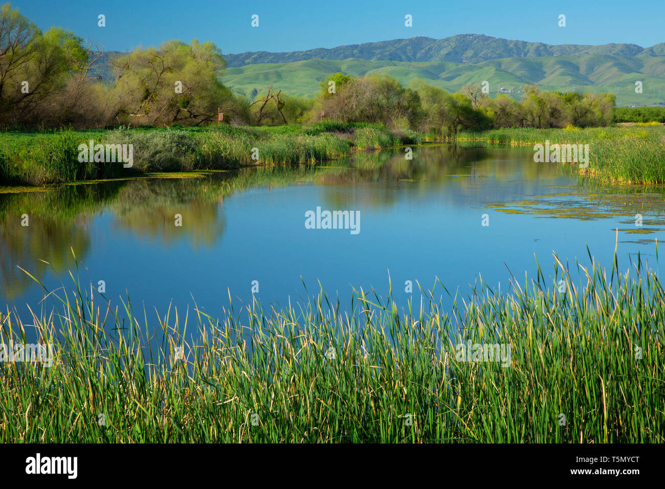 Marsh Teich entlang Naturlehrpfad, San Joaquin River National Wildlife Refuge, Kalifornien Stockfoto