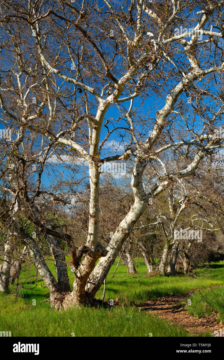 Westliche Platane (Platanus racemosa), Homer Ranch erhalten, Kalifornien Stockfoto