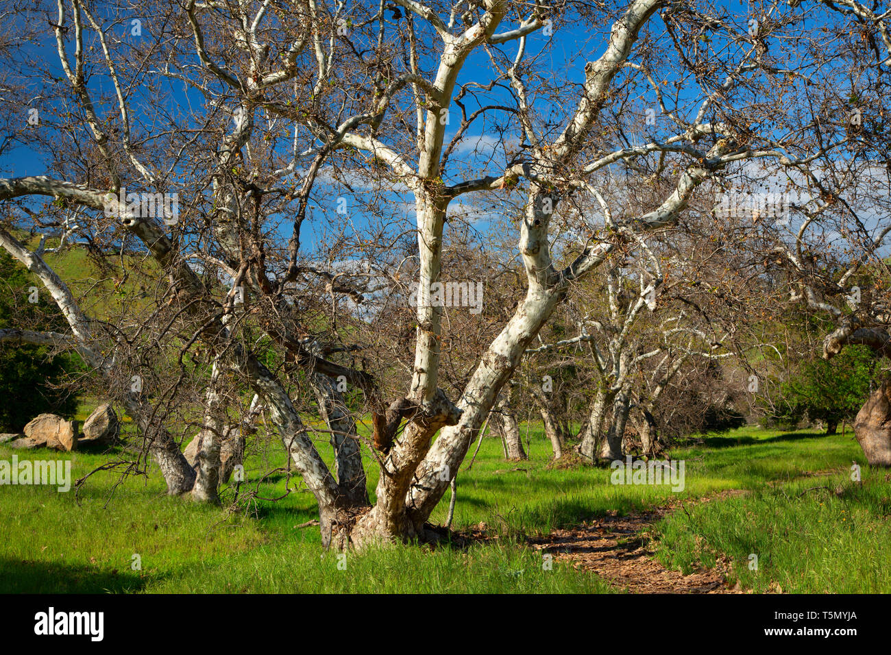 Westliche Platane (Platanus racemosa), Homer Ranch erhalten, Kalifornien Stockfoto